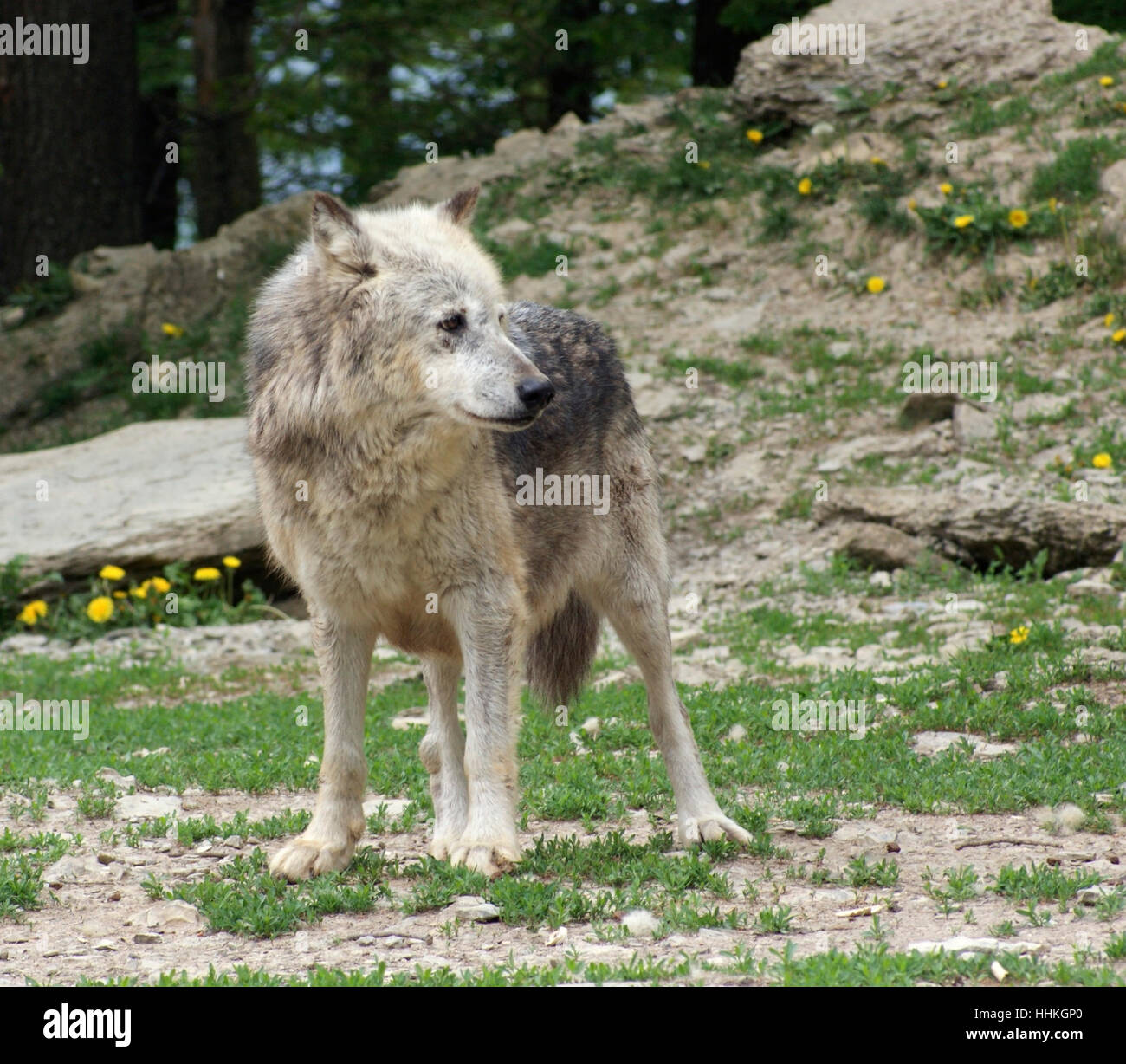 Grauer Wolf in natürlichen Rücken Stockfoto