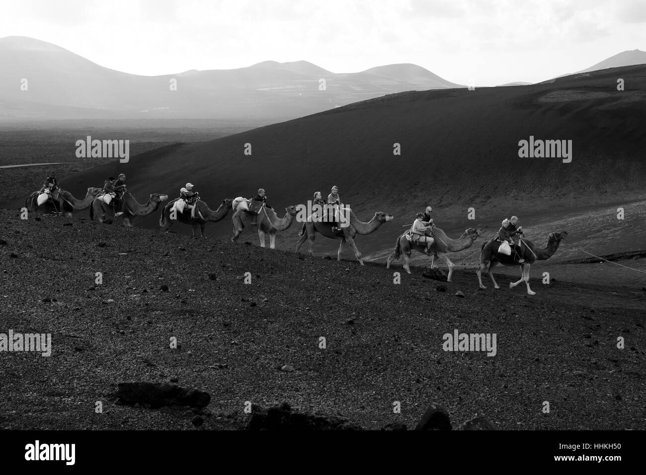 Lanzarote-Camel Ride Stockfoto
