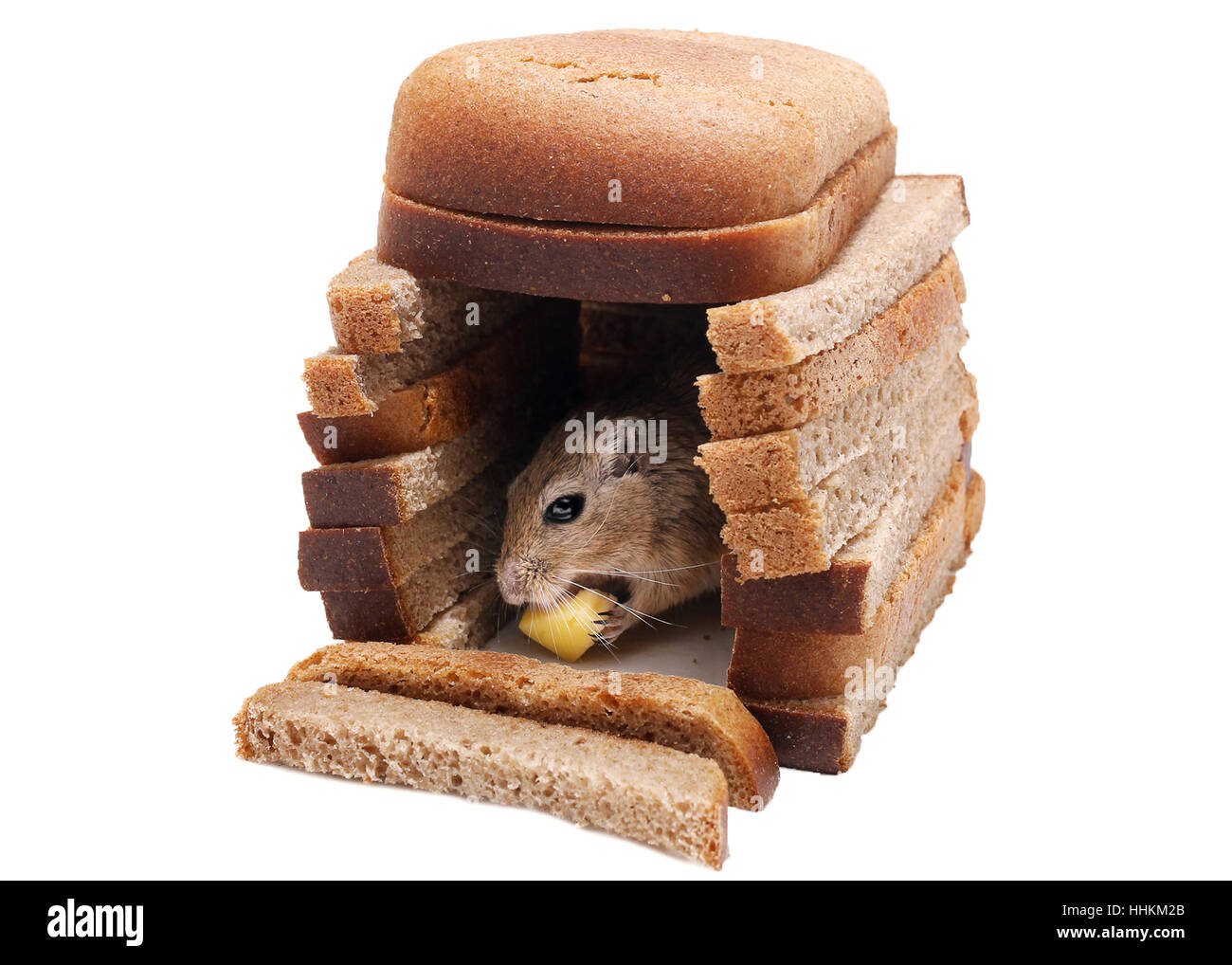 Wüstenrennmaus Maus Käse Essen im Haus von Brot Stücke isoliert auf weißem Hintergrund. Kauf von Immobilien-Konzept. Stockfoto