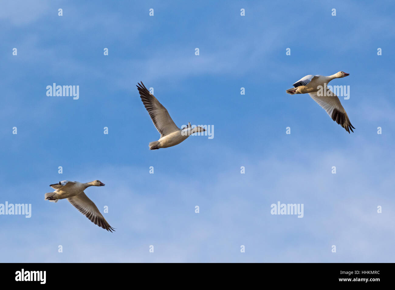 Schneegänse Vogel fliegen am Salton Sea in Kalifornische Wüste Stockfoto