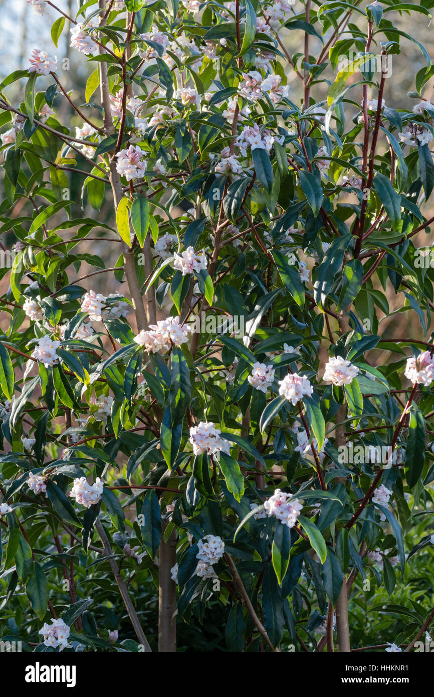 Massierten Cluster der blass rosa, stark duftende Winter Blüten des immergrünen Strauches, Daphne Bholua "Garten Haus Zauberin" Stockfoto