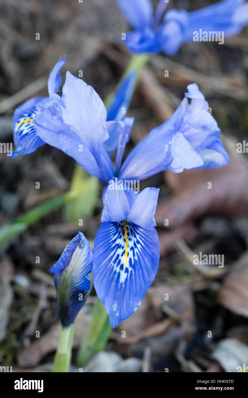 Einzelne blaue Winter Blüte und Knospe der Zwerg Reticulata geben Sie Iris, Iris Histrioides "Engels Tränen" Stockfoto