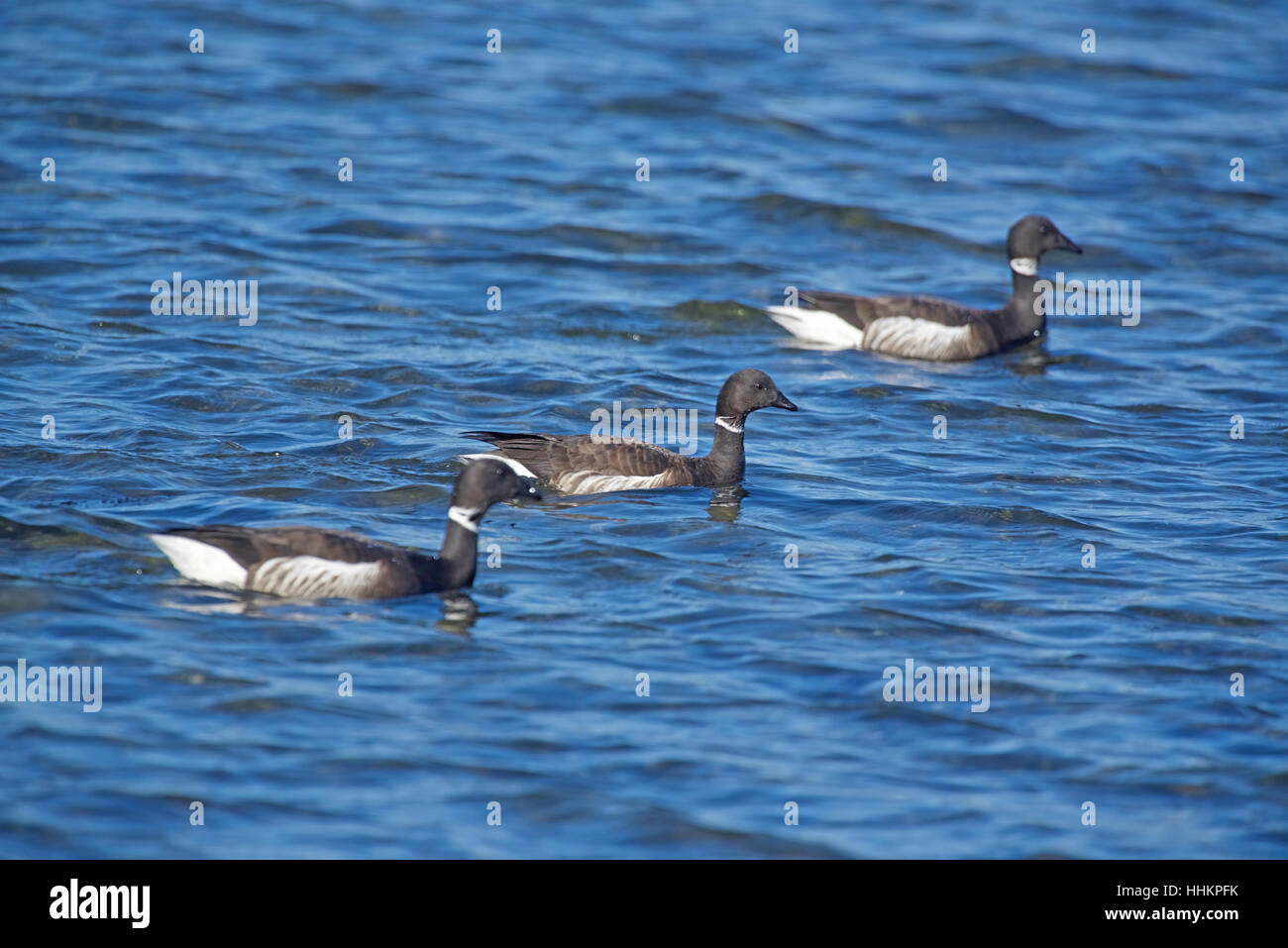 Brants Gänse Fütterung entlang der Ufer von Parksville Bucht BC vor dem Weg nach Alaska Brutstätten. SCO 11, 677. Stockfoto
