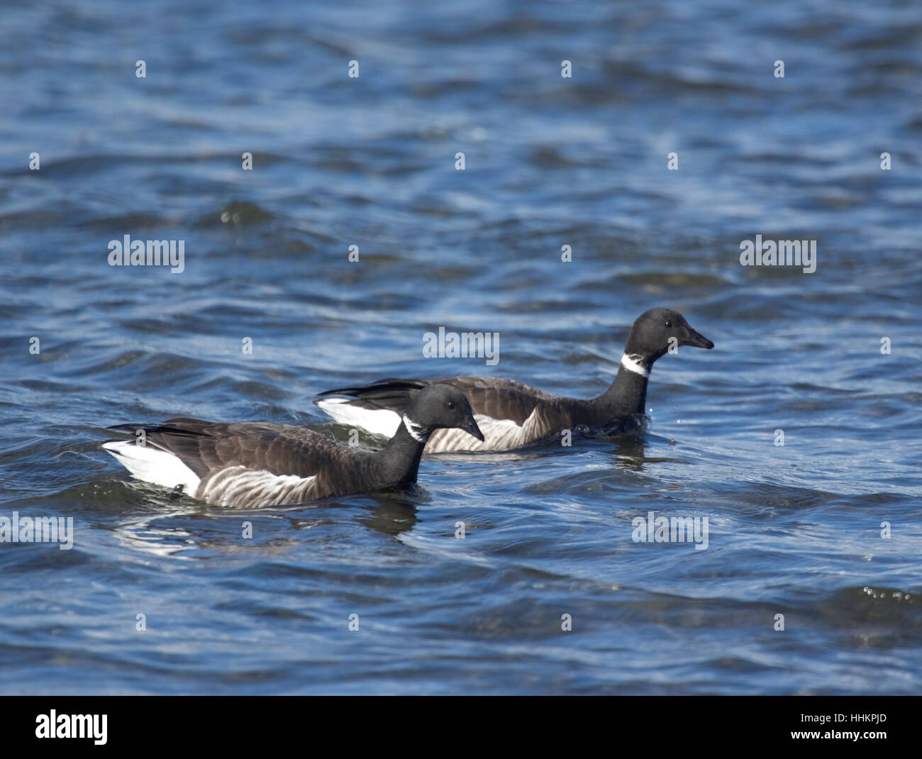Brants Gänse Fütterung entlang der Ufer von Parksville Bucht BC vor dem Weg nach Alaska Brutstätten. SCO 11, 678. Stockfoto
