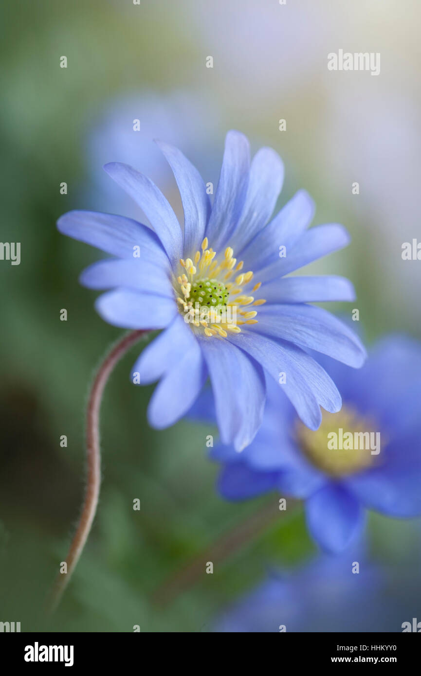 Nahaufnahme Bild der zarte Blüte Anemone Blanda auch bekannt als der Winter Windflower, Aufnahme auf einem weichen Hintergrund blau, Feder. Stockfoto