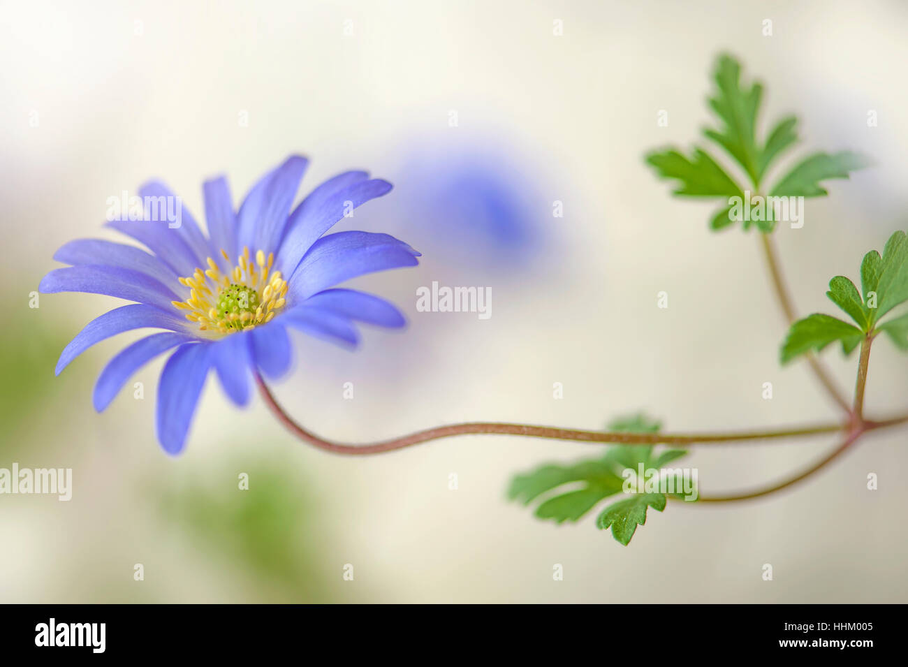 Nahaufnahme Bild der zarte Blüte Anemone Blanda auch bekannt als der Winter Windflower, Aufnahme auf einem weichen Hintergrund blau, Feder. Stockfoto