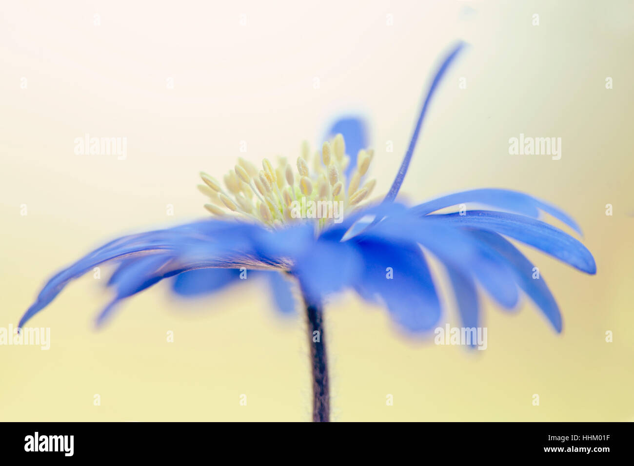 Nahaufnahme Bild der zarte Blüte Anemone Blanda auch bekannt als der Winter Windflower, Aufnahme auf einem weichen Hintergrund blau, Feder. Stockfoto