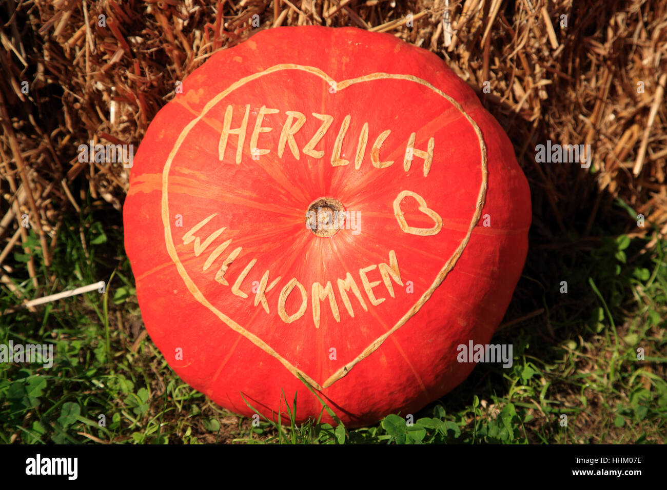 Kürbisse zum Verkauf in Rade in der Nähe von Buxtehude, Altes Land, Niedersachsen, Deutschland, Europa Stockfoto