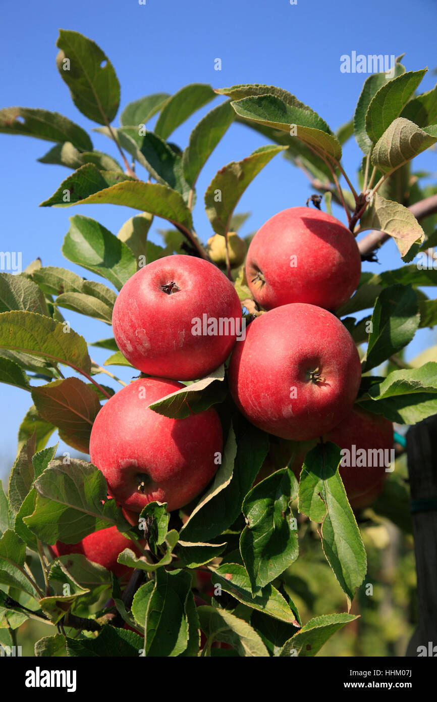 Apfelbaum in Jork, Altes Land, Niedersachsen, Deutschland, Europa