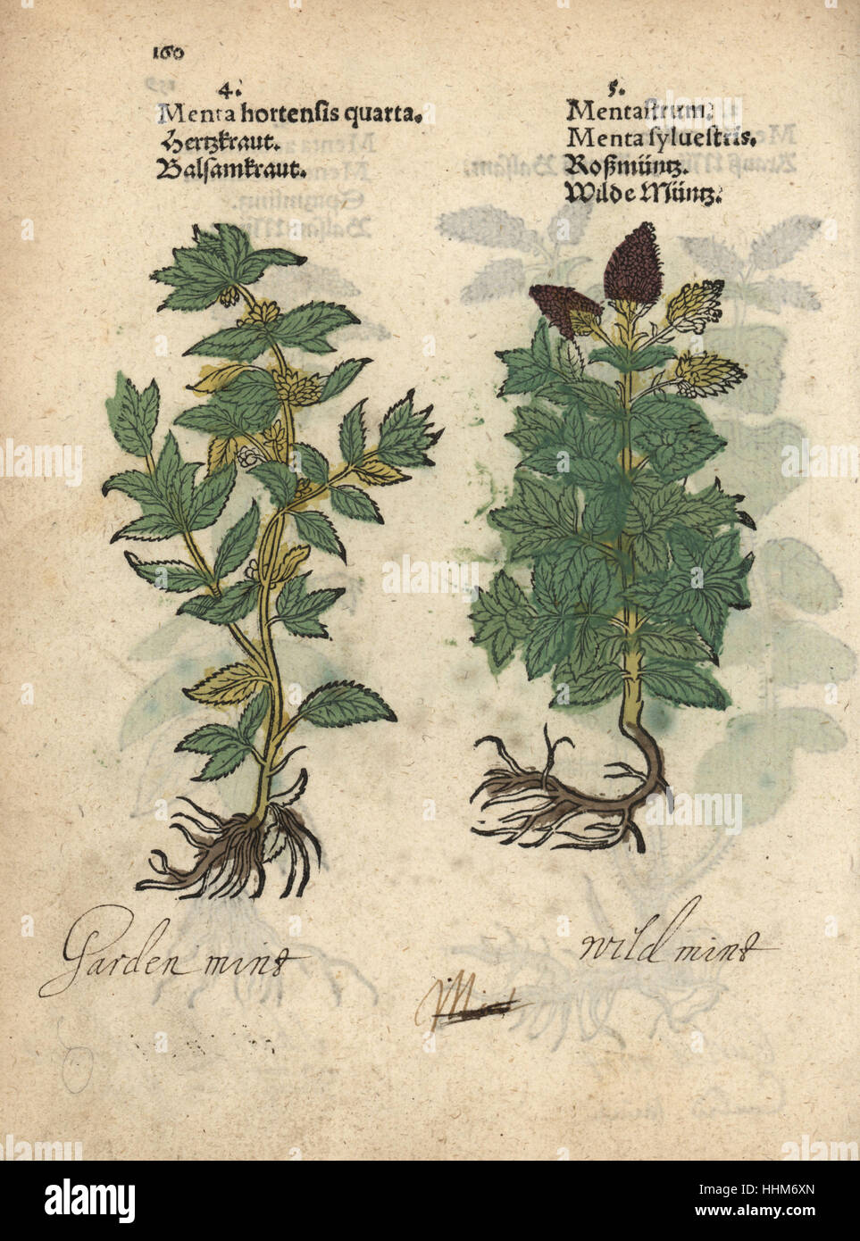 Minze, Mentha X gracilis und Pferd Minze, Mentha Longifolia. Handkoloriert Holzschnitt Gravur eine botanische Illustration von Adam Lonicers Krauterbuch oder Kräuter, Frankfurt am Main, 1557. Dies aus einem 17. Jahrhundert Pirate Edition oder Atlas Illustrationen nur, mit Untertiteln in Latein, Griechisch, Französisch, Italienisch, Deutsch und in Englisch Manuskript. Stockfoto