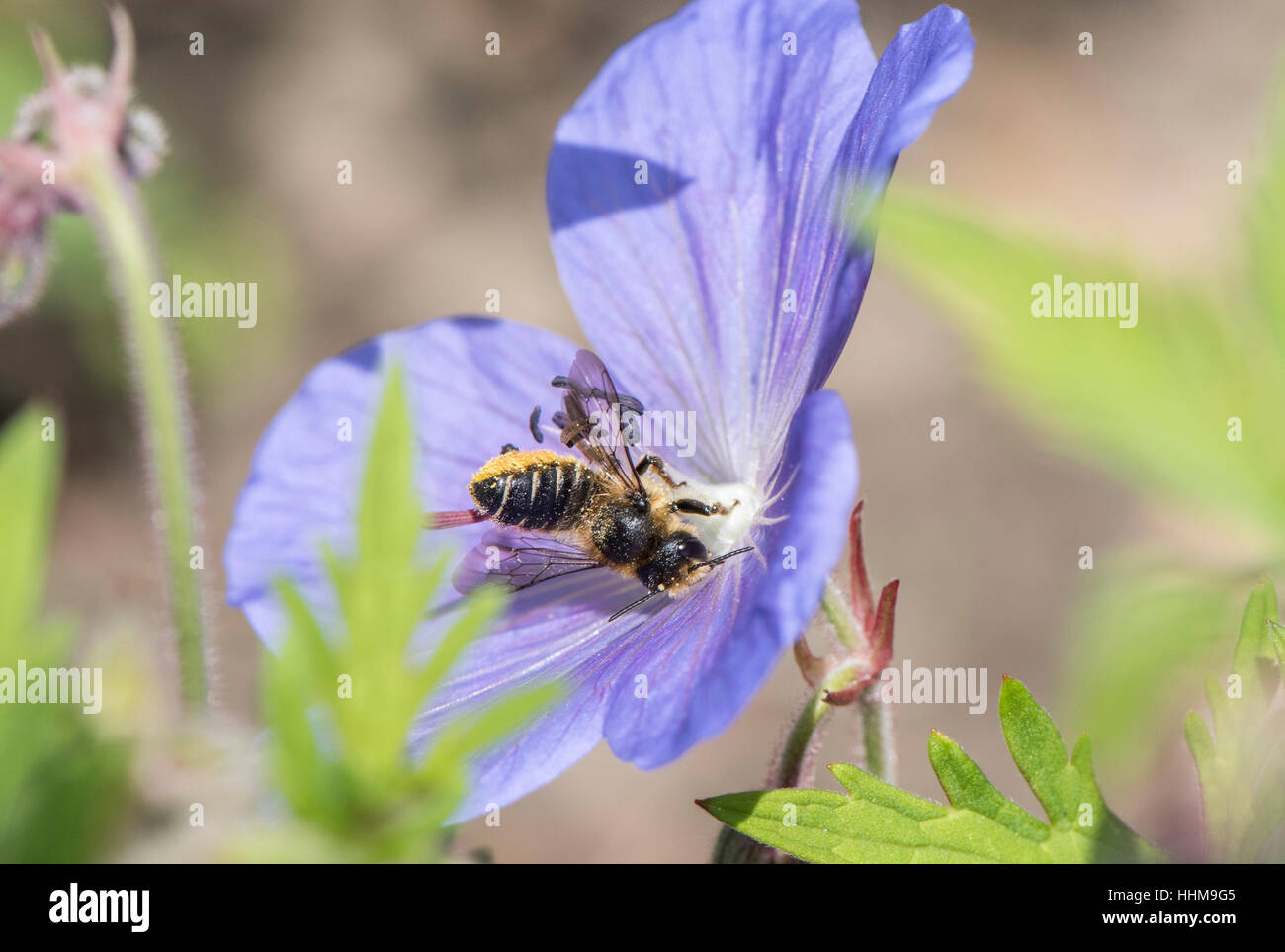Rote Mauerbiene an Geranium Blüte Nektar und Pollen sammeln Stockfoto