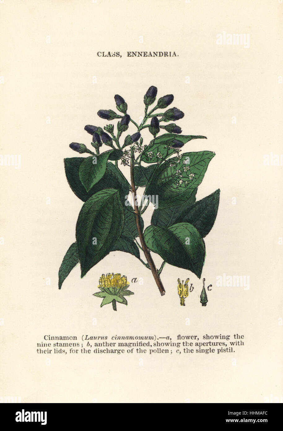 Zimt, Cinnamomum Verum (Laurus Cinnamomum). Handkoloriert Holzschnitt Stiche aus James Main populäre Botanik, Orr und Smith, London, 1835. James Main (1775-1846) war ein schottischer Gärtner, Botaniker und Schriftsteller. Stockfoto