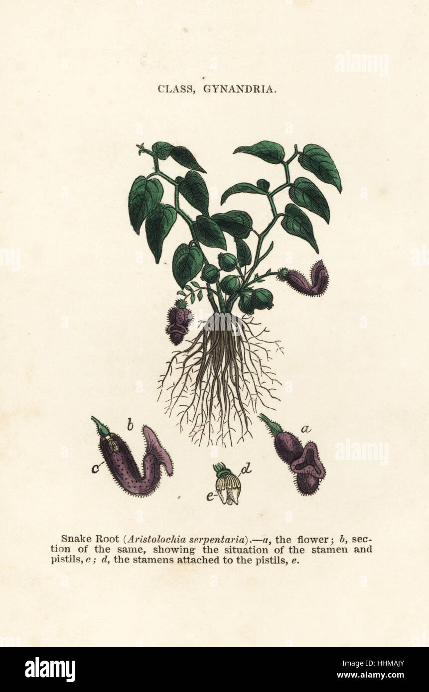 Virginia Snakeroot, Aristolochia Serpentaria. Handkoloriert Holzschnitt Stiche aus James Main populäre Botanik, Orr und Smith, London, 1835. James Main (1775-1846) war ein schottischer Gärtner, Botaniker und Schriftsteller. Stockfoto