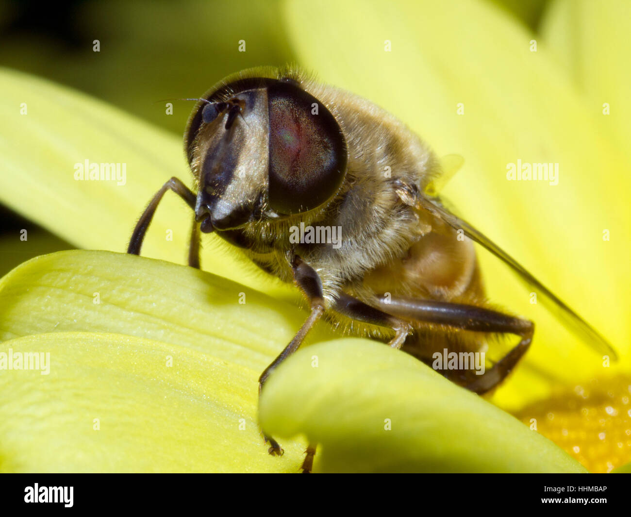 Insekt, Blüte, Blüte, blühen, blühende, Nektar, Biene, Makro, Nahaufnahme, Stockfoto