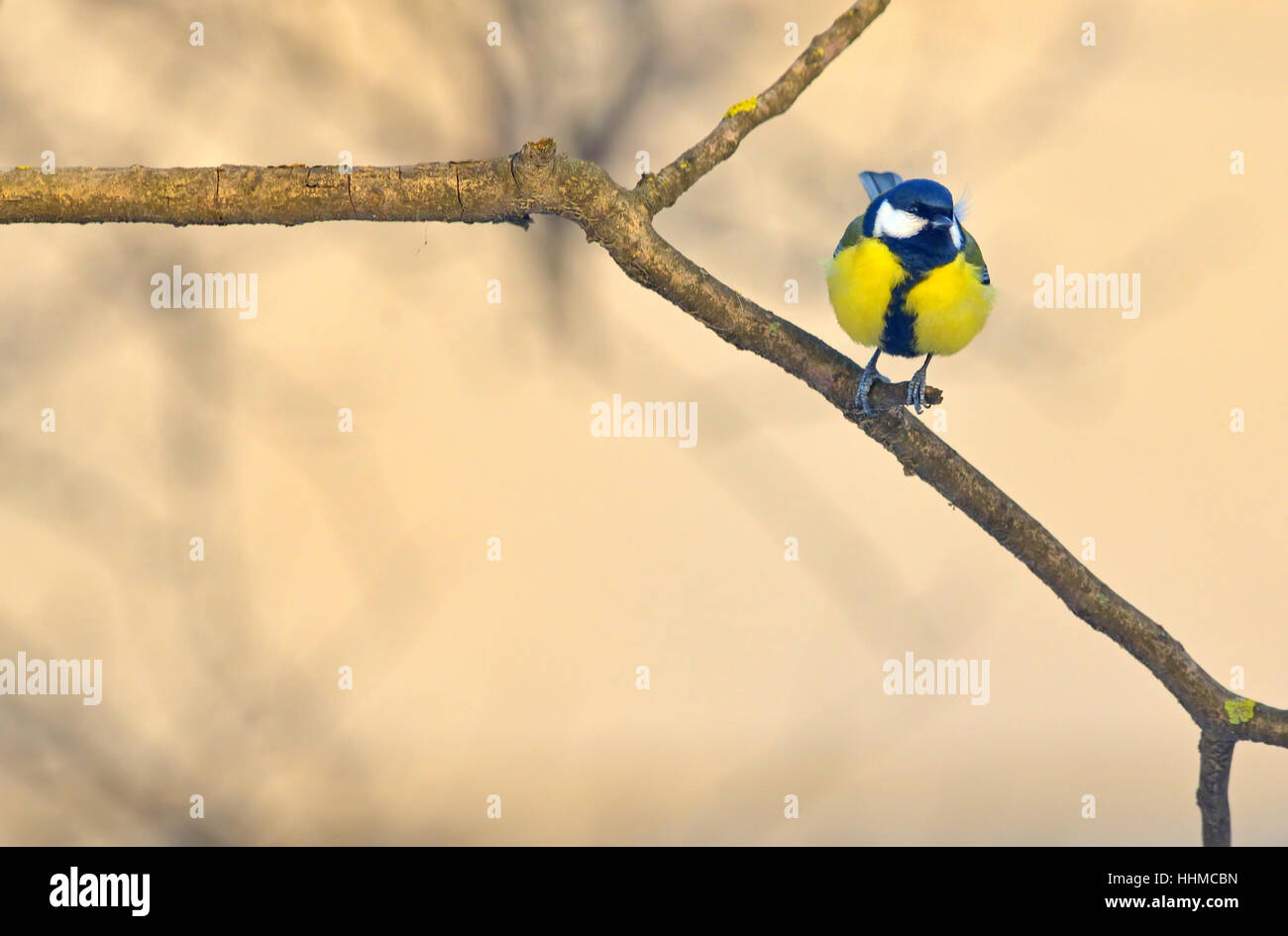 Kleine Spatzen auf Ast Stockfoto