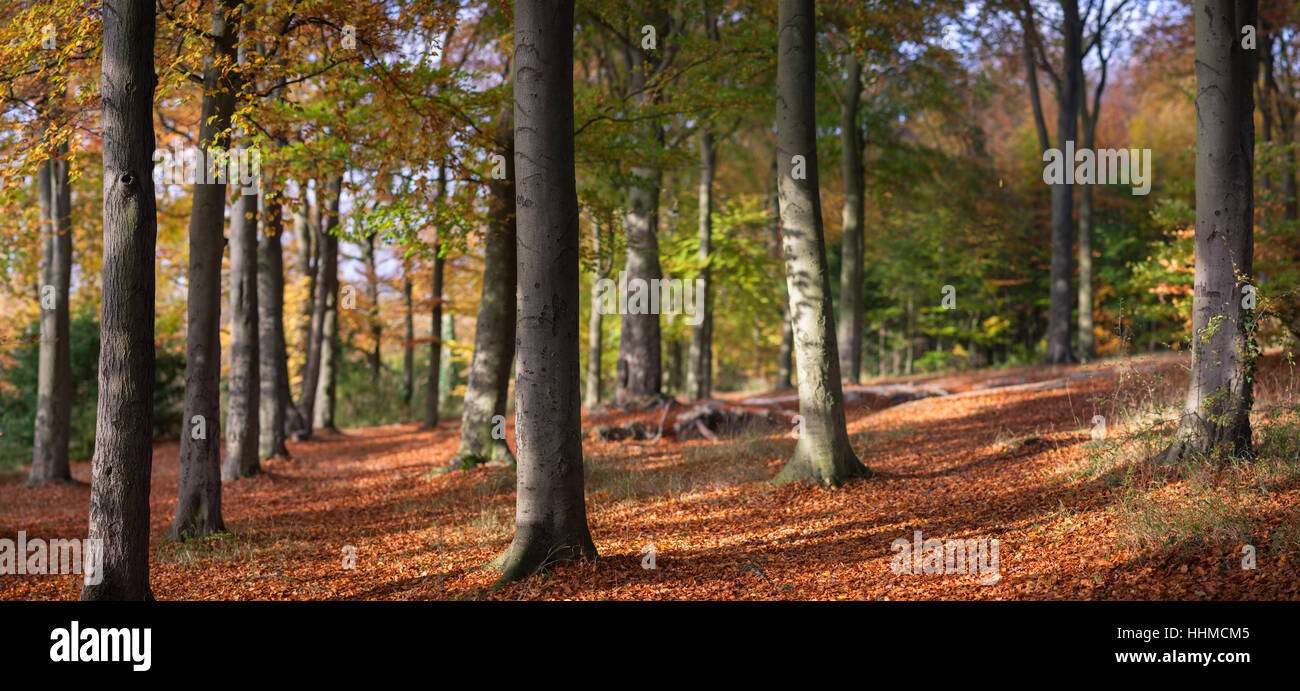 Buchenwälder Nature Reserve Cambridge Stockfoto