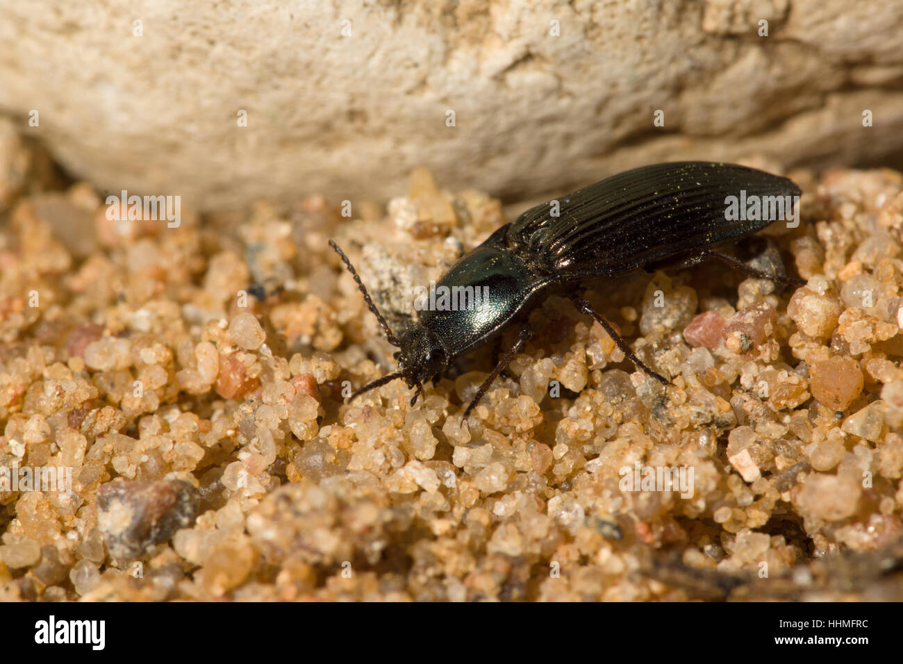 großen schwarzen Käfer mit einem Schnurrbart krabbeln über Felsen und sand Stockfoto