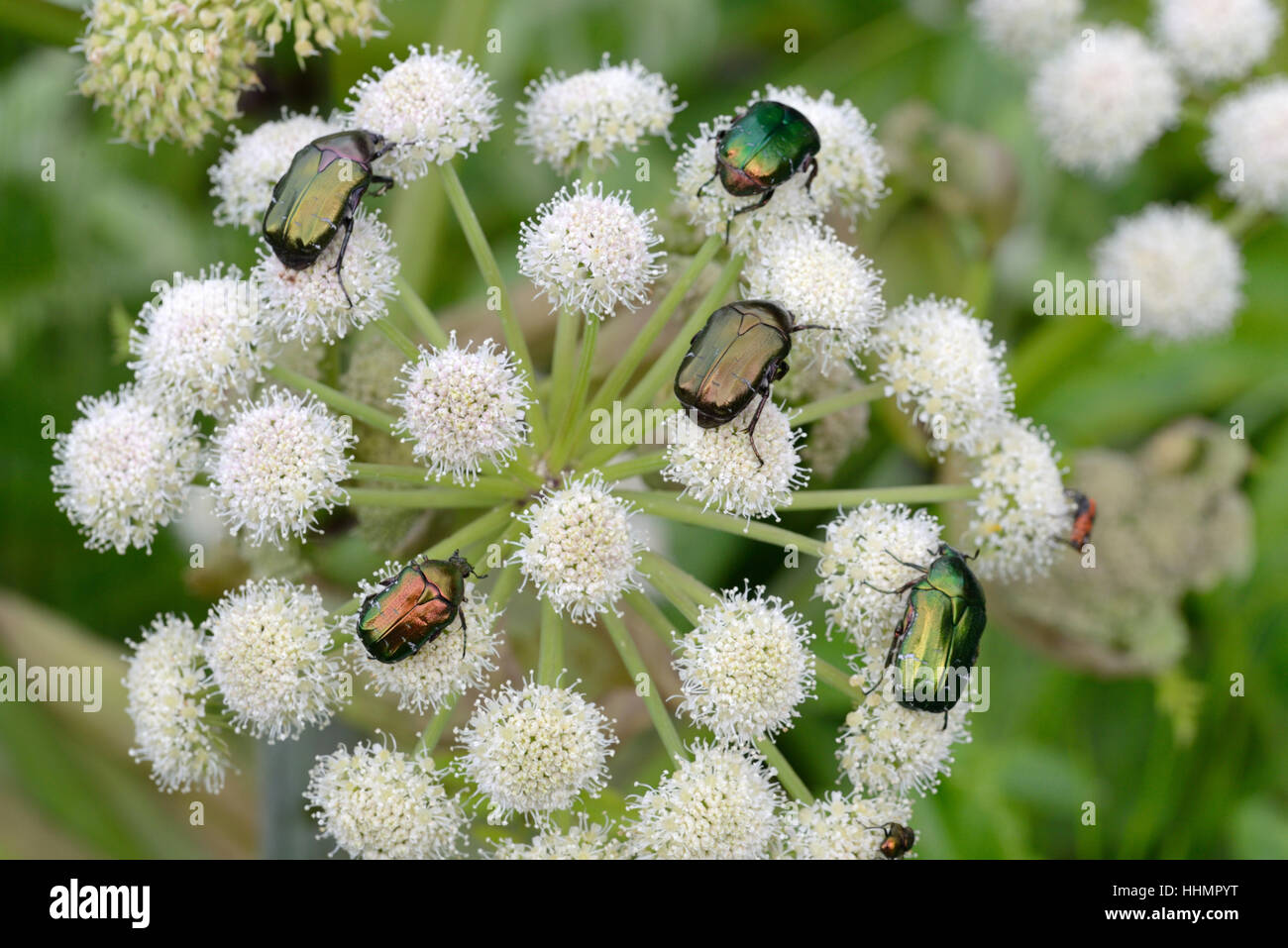 Gruppe von Rose Käfer aka Green Rose Käfer, Cetonia Aurata, auf Riesen-Bärenklau, Heracleum Mantegazzianum, Provence Frankreich Stockfoto