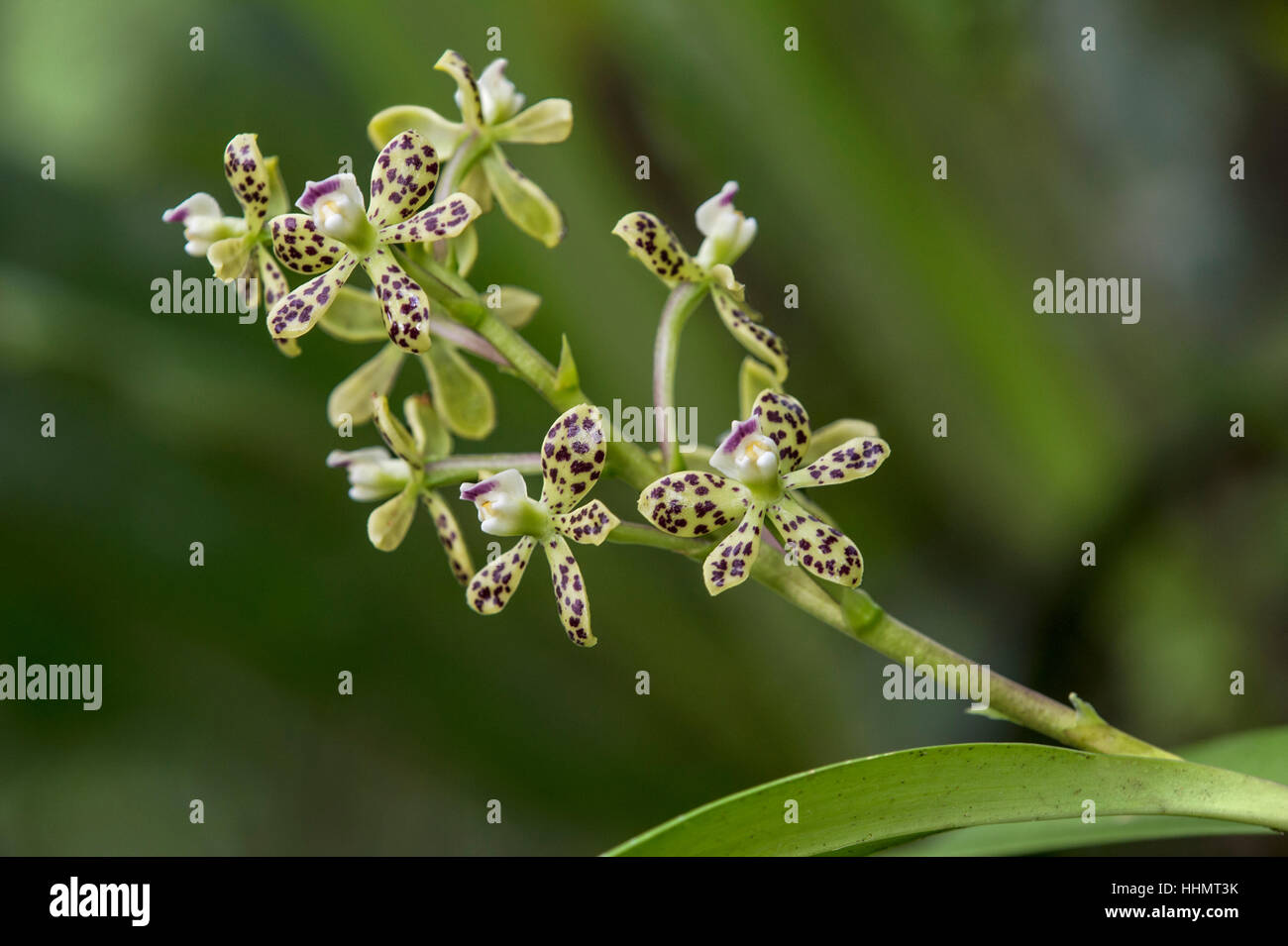 Neotropische Orchidee (Prosthechea Vespa), Amazonas-Regenwald, Zamora, Ecuador Stockfoto