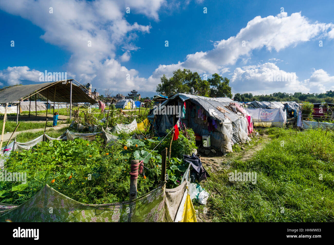 Gemüse wächst im Zeltlager für Menschen, die Häuser in 2015 Erdbeben, Kathmandu, Nepal Kathmandu Bezirk verloren Stockfoto