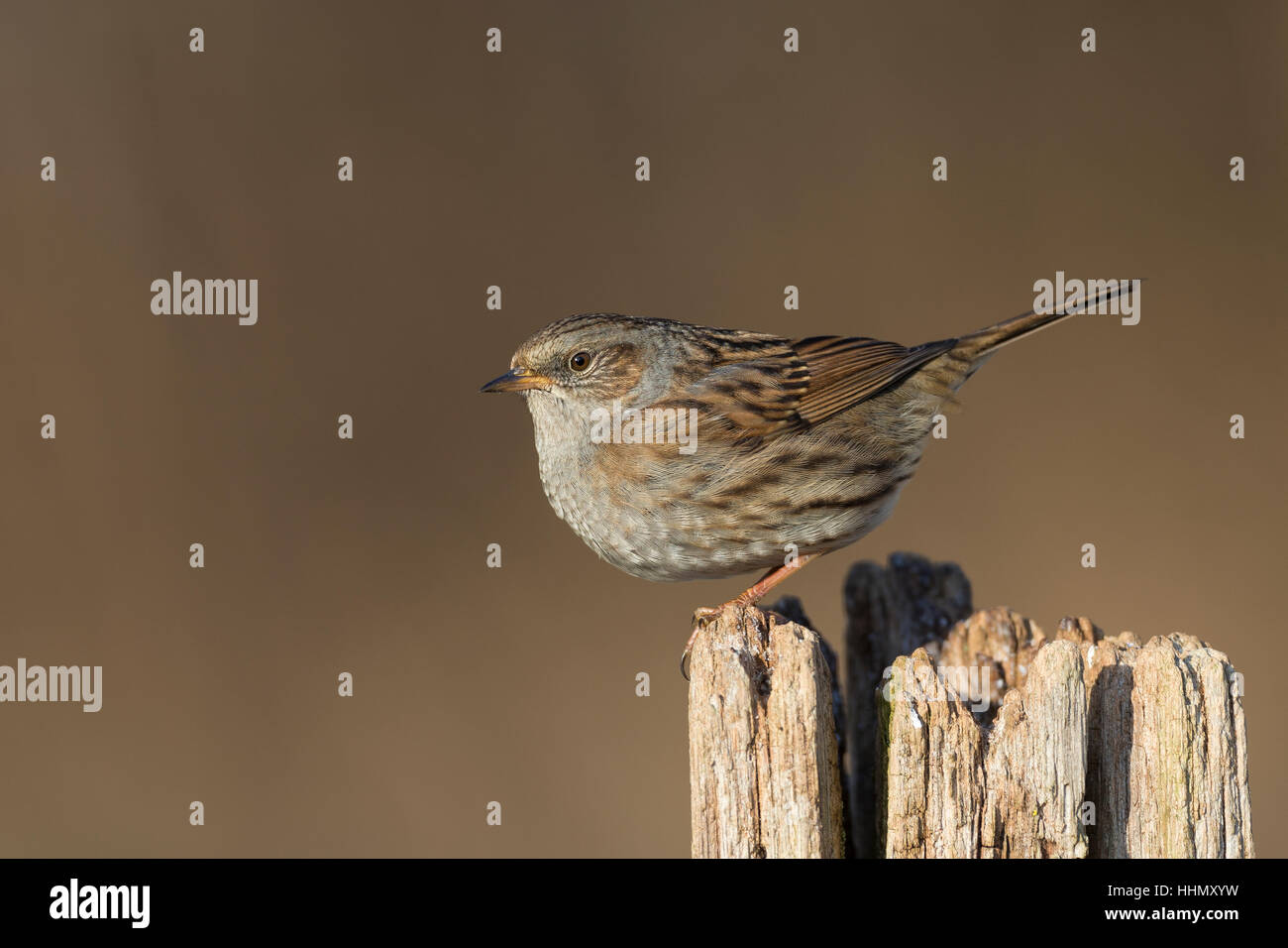 Heckenbraunelle, Hecken-Braunelle, Prunella Modularis, Heckenbraunelle, Absicherung beobachtet, Hedge Sparrow, Hedge-Grasmücke, L'Accenteur Mouchet Stockfoto