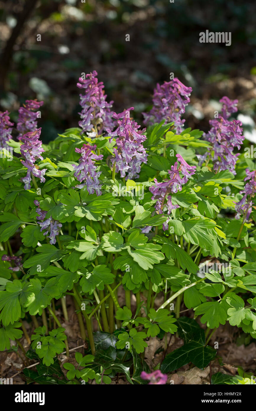 Hohlknolliger Lerchensporn, Hohler Lerchensporn, Corydalis Cava, Corydalis Bulbosa, bauchige Corydalis, Hollowroot, Corydale La Creuse, Corydale À Rohr Stockfoto