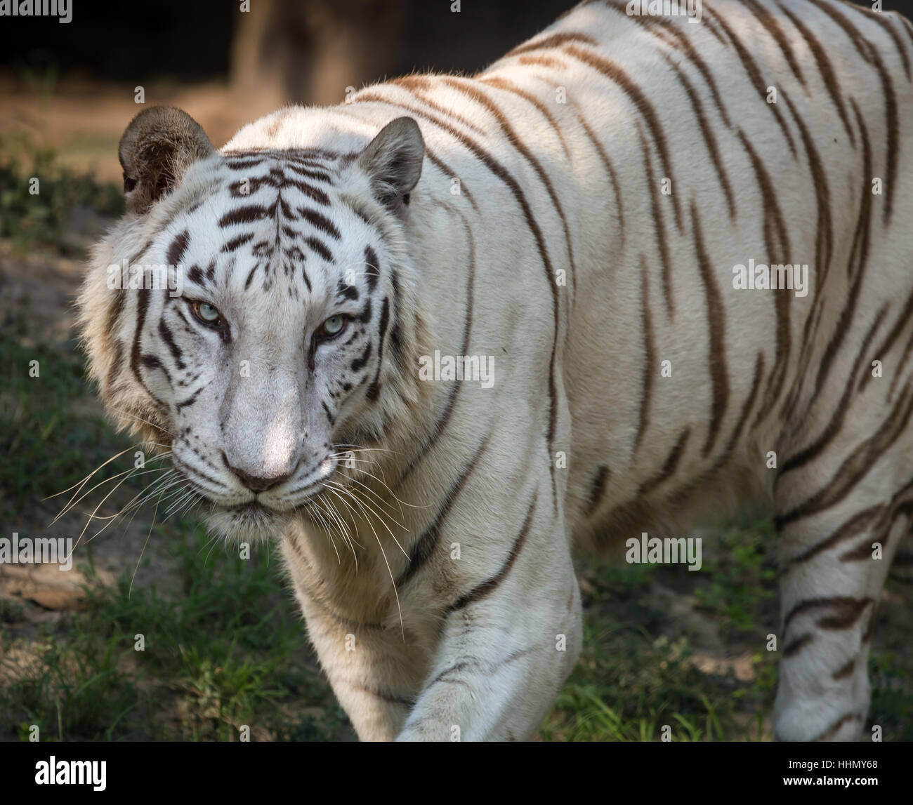 White Bengal Tiger portrait Nahaufnahme Kopf geschossen in einem Wildlife Sanctuary in Indien. Stockfoto
