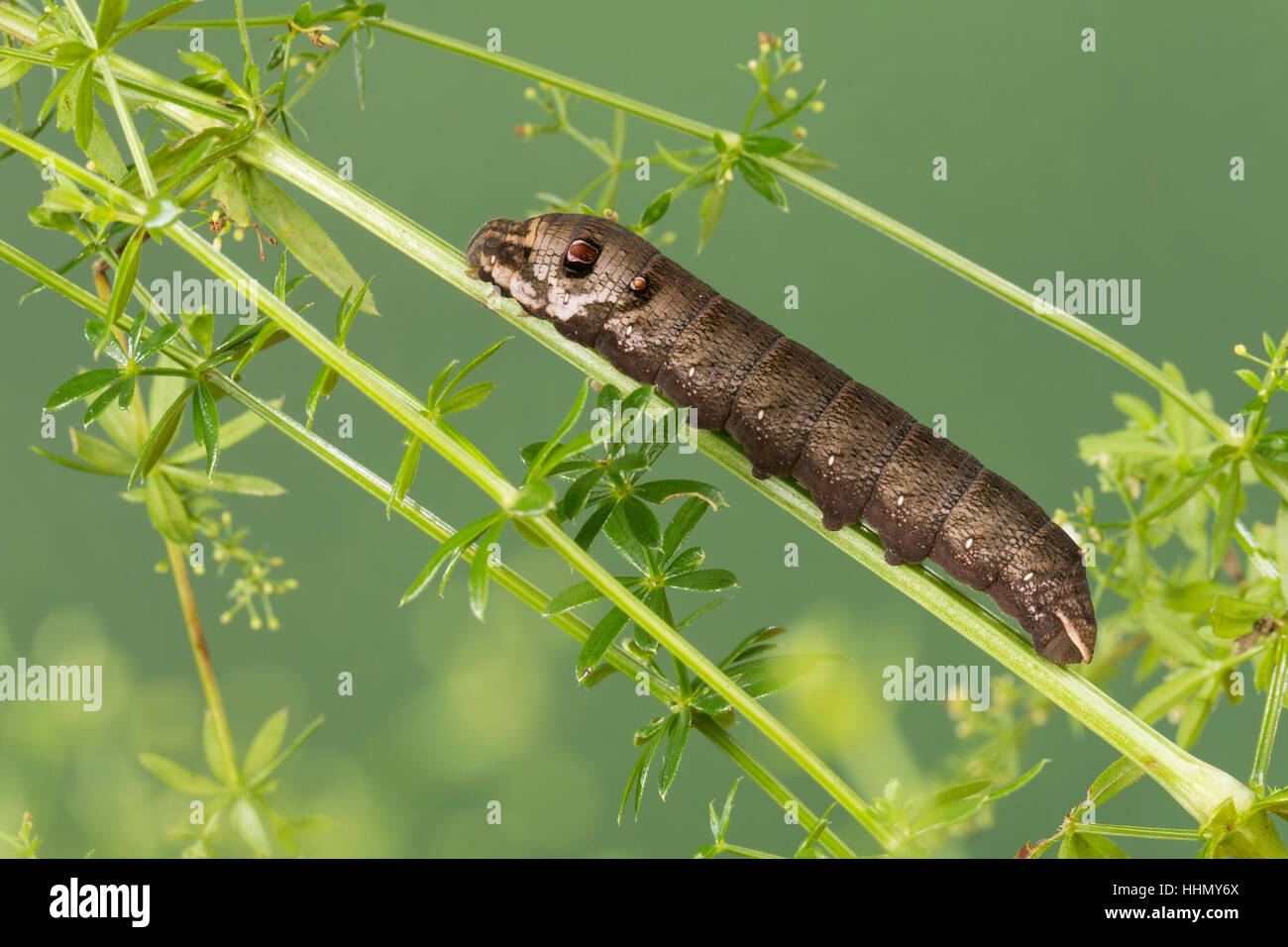 Kleiner Weinschwärmer Raupe Frisst ein Labkraut, Deilephila Porcellus, Pergesa Porcellus, kleiner Elefant Hawkmoth, kleiner Elefant Falke-Motte, caterpill Stockfoto