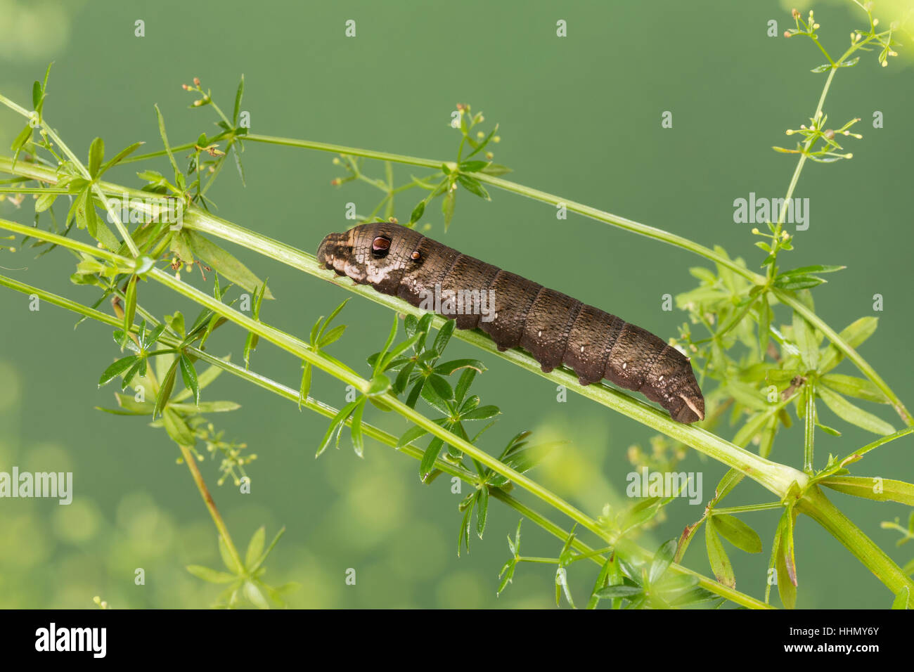 Kleiner Weinschwärmer Raupe Frisst ein Labkraut, Deilephila Porcellus, Pergesa Porcellus, kleiner Elefant Hawkmoth, kleiner Elefant Falke-Motte, caterpill Stockfoto