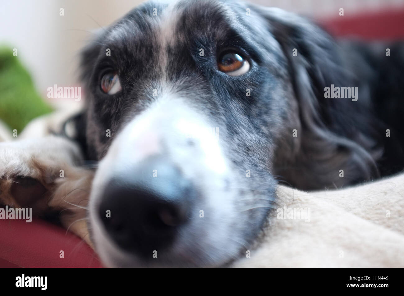 Trauriger Hund Stockfoto