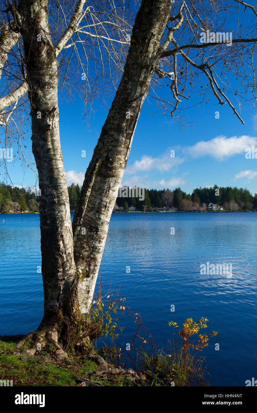 Insel-See, See Insel Wasser Zugang Website, Mason County, Washington Stockfoto