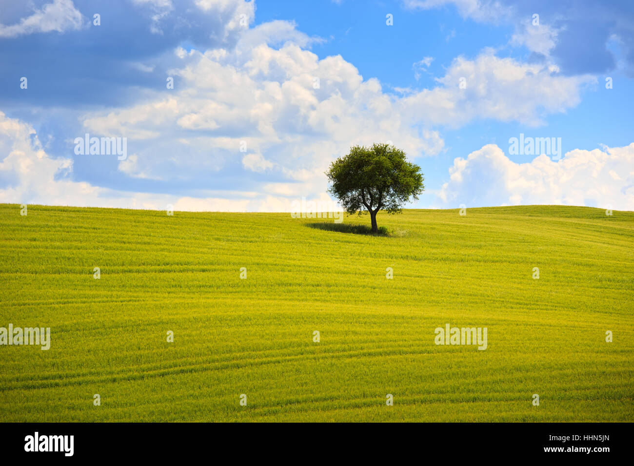 Tuscany Land Landschaft, Oliven Baum und grüne Felder. Montalcino, Italien, Europa. Stockfoto