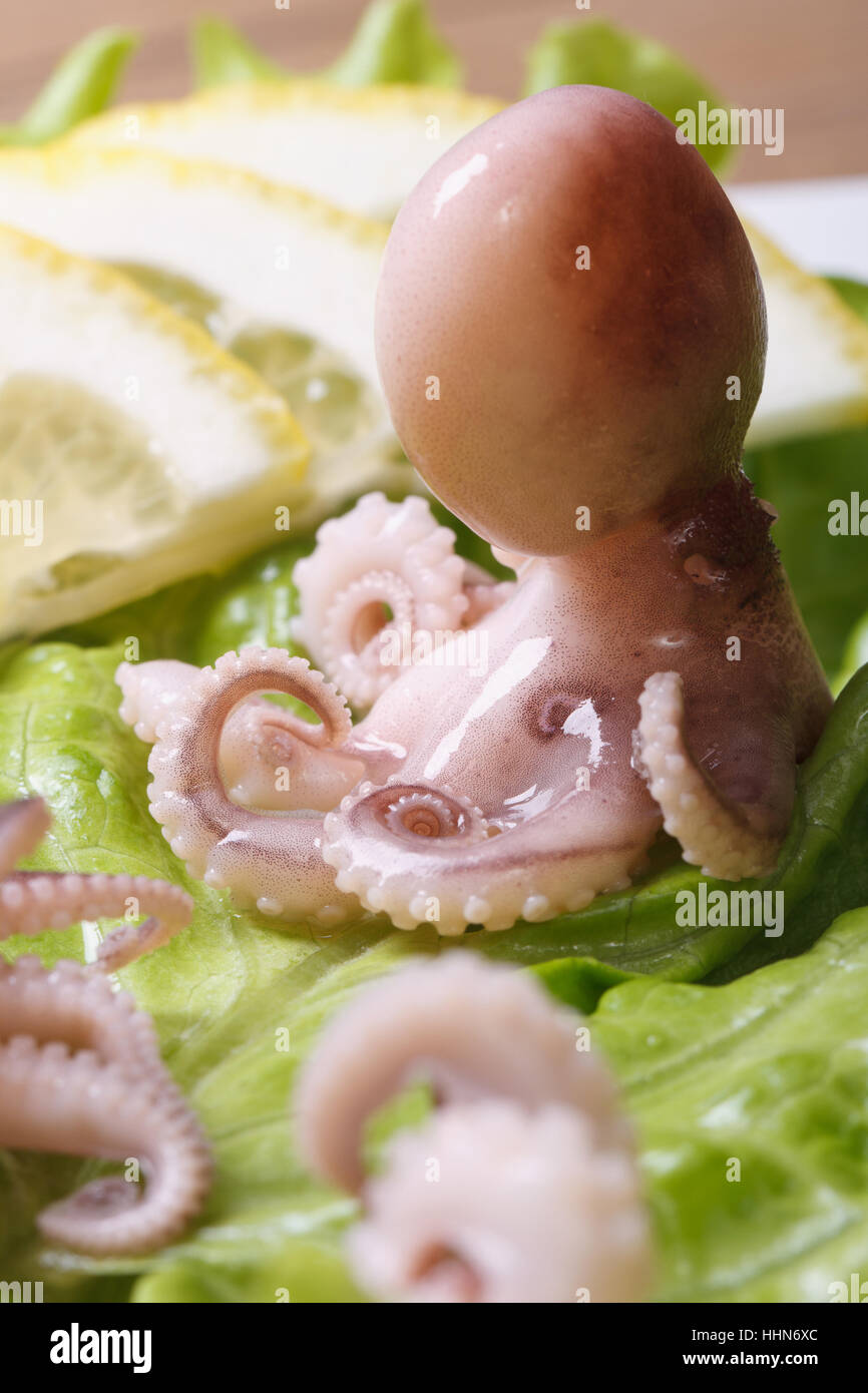 eine kleine Krake auf Salat Blätter mit Lemon Slice Nahaufnahme vertikale Stockfoto