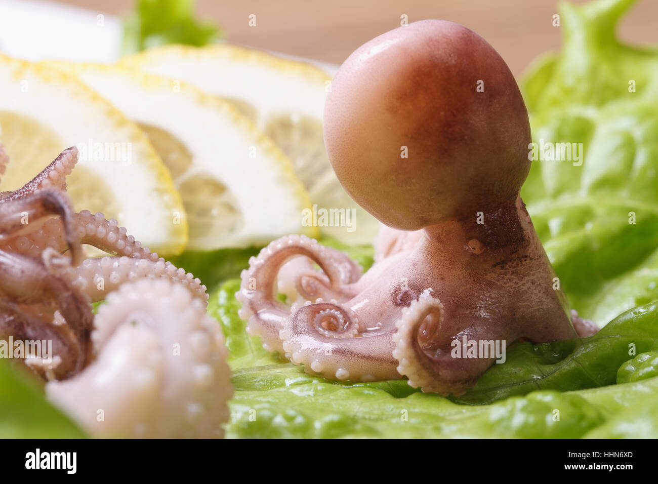ganz kleine Krake auf Salat Blätter mit Lemon Slice Nahaufnahme horizontale. Stockfoto