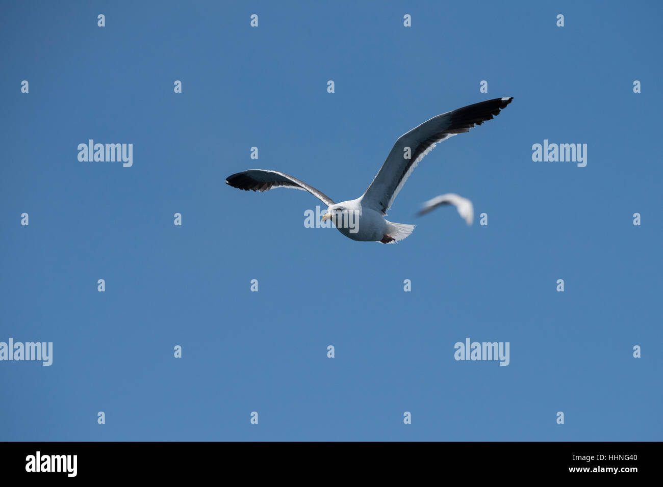 westliche Möve, Larus Occidentalis aus San Diego, Kalifornien, Vereinigte Staaten (Ostpazifik) Stockfoto