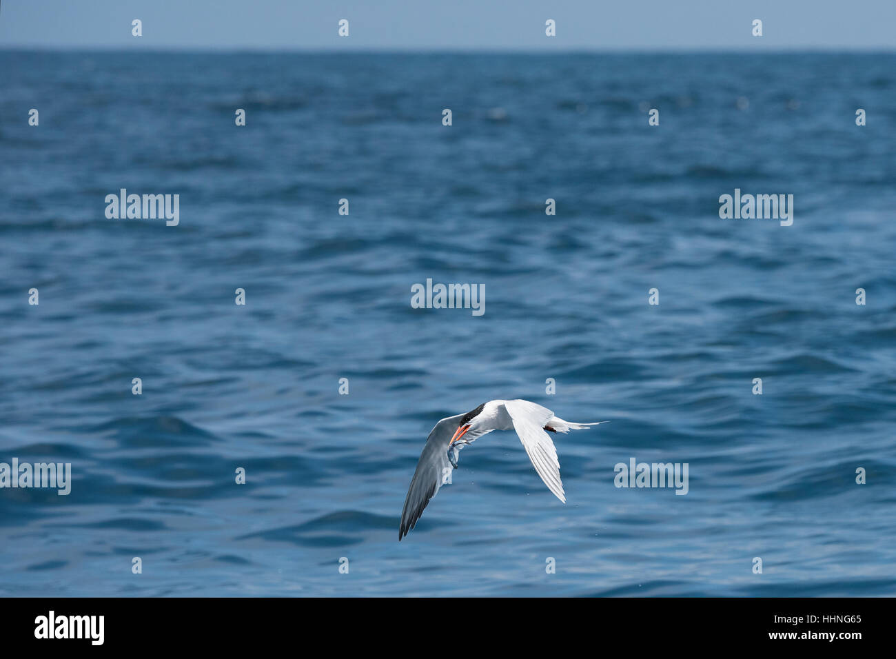 ein elegantes Tern Thalasseus Elegans, entführt eine Sardelle gejagt, die Oberfläche von Thun Fütterung unter Wasser, aus San Diego Stockfoto