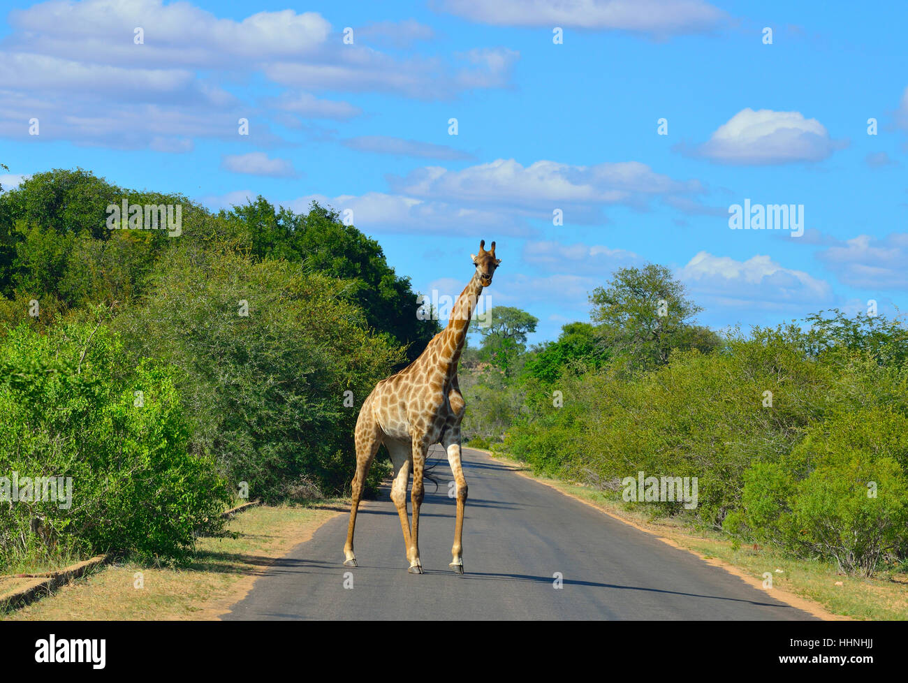 Giraffe mit Oxpecker Vögel auf den Hals, die ernähren sich die Giraffe'' s Zecken, beim Überqueren der Straße in der Nähe von Satara Rest Camp im Krüger-Park Stockfoto