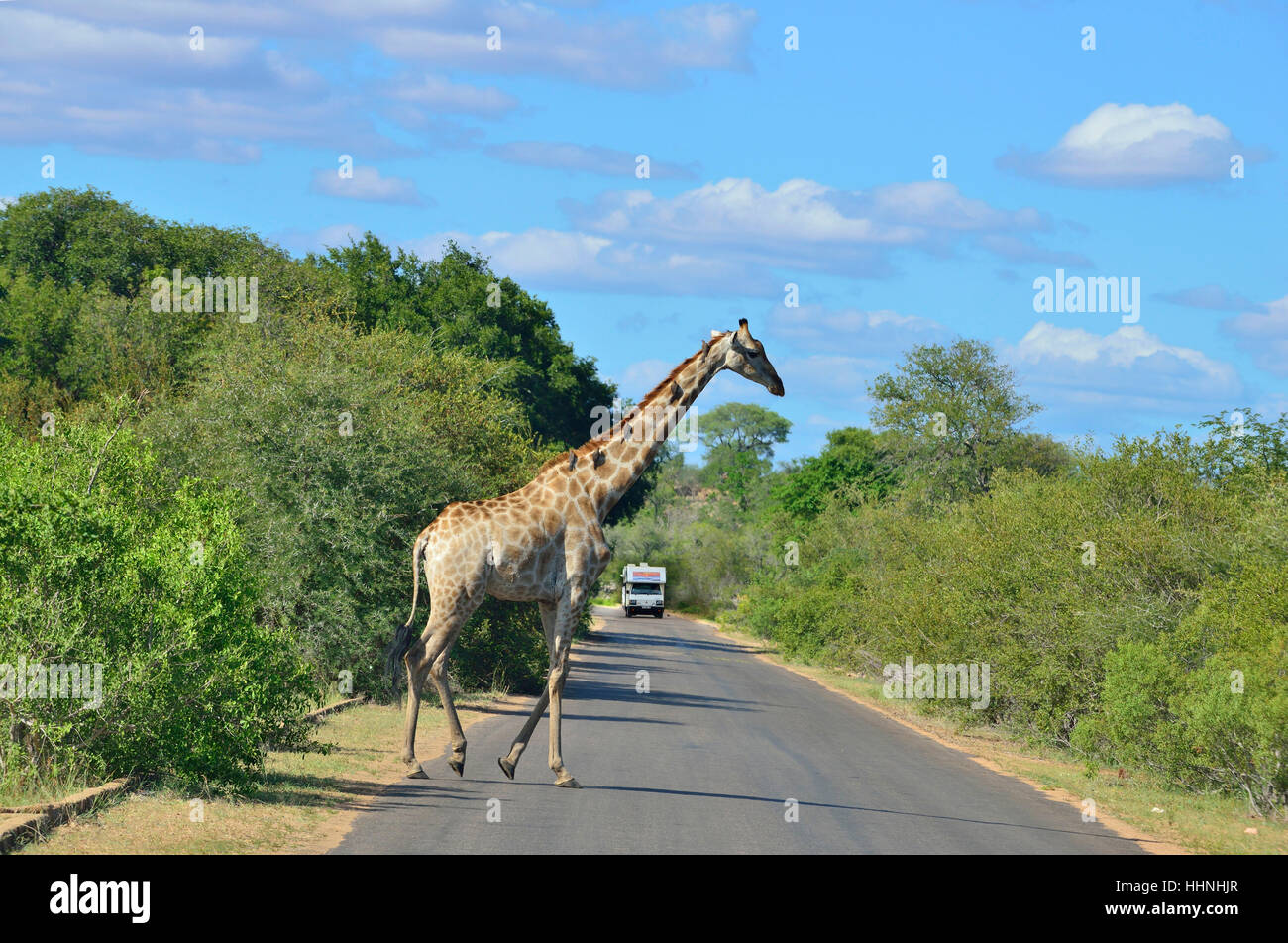 Giraffe mit Oxpecker Vögel auf den Hals, die ernähren sich die Giraffe'' s Zecken, beim Überqueren der Straße in der Nähe von Satara Rest Camp im Krüger-Park Stockfoto