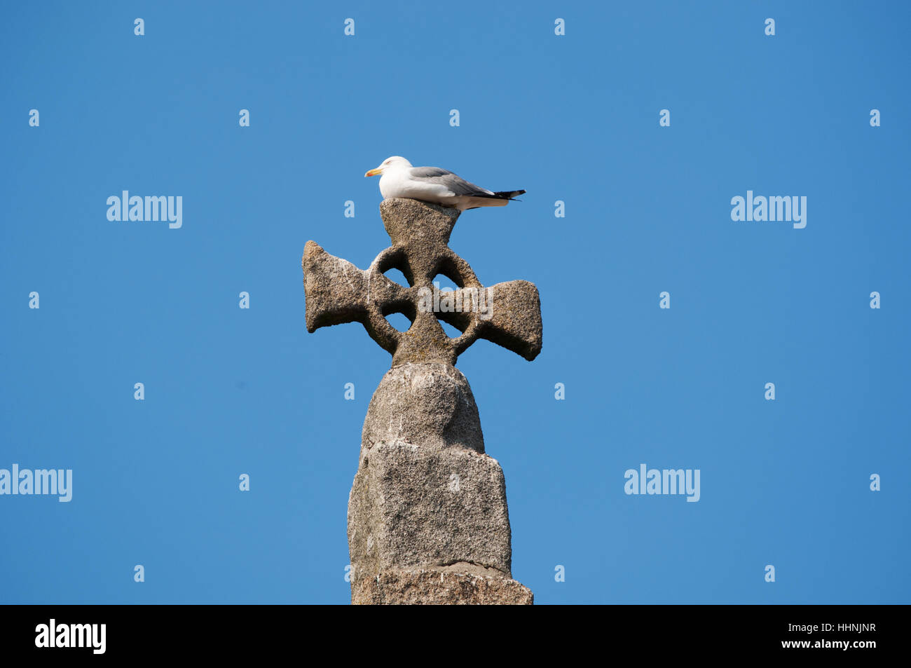 Porto: Möwe thront auf dem Kreuz an der Spitze der Sé do Porto, die Kathedrale der Altstadt Stockfoto