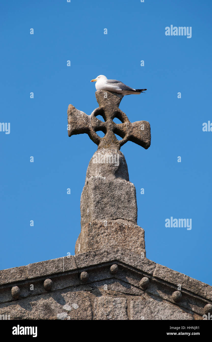 Porto: Möwe thront auf dem Kreuz an der Spitze der Sé do Porto, die Kathedrale der Altstadt Stockfoto