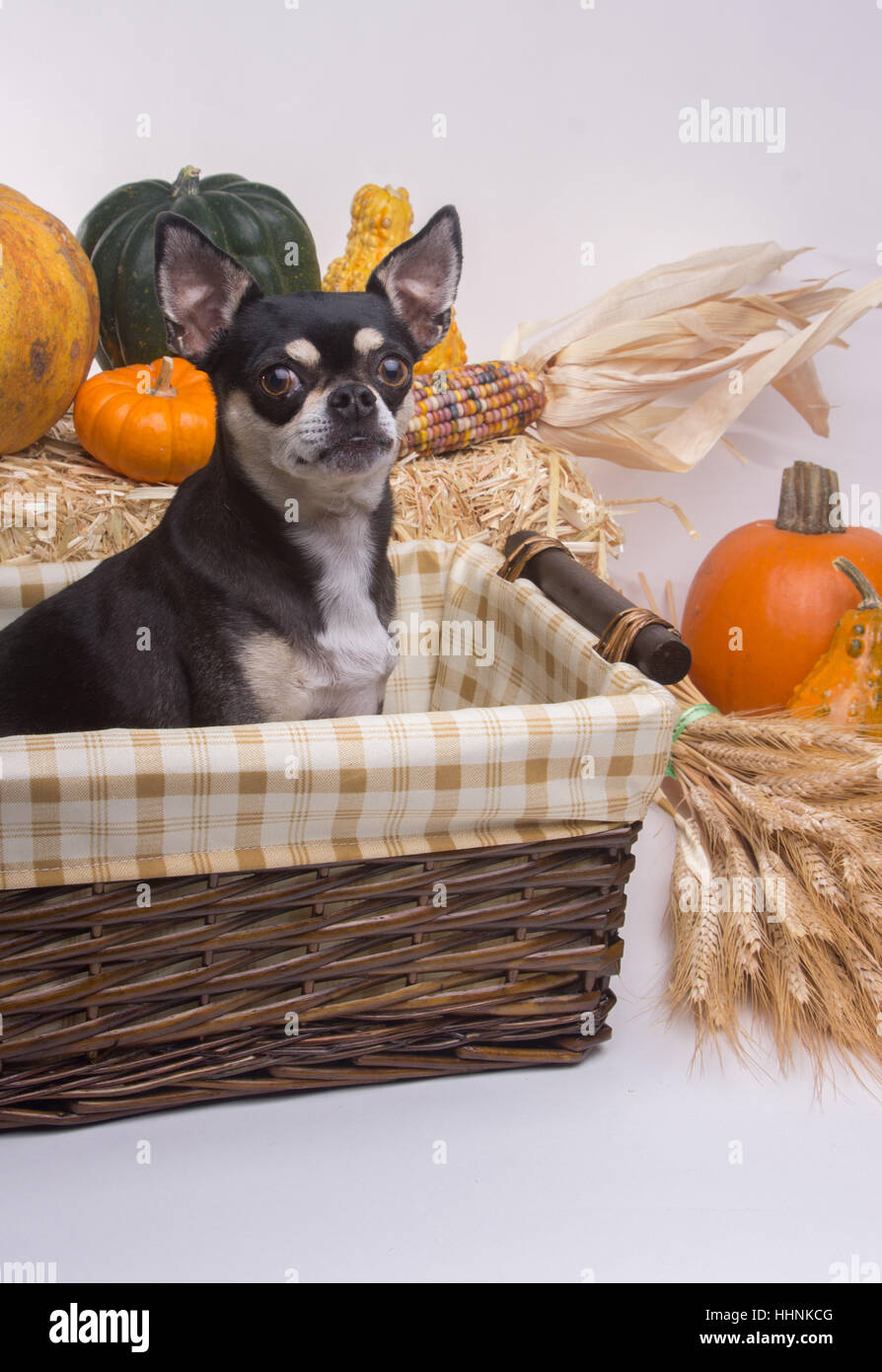 Datum, Zeit, Zeitangabe, Ernte, Hund, Hunde, albern, Welpe, Halloween, Stockfoto