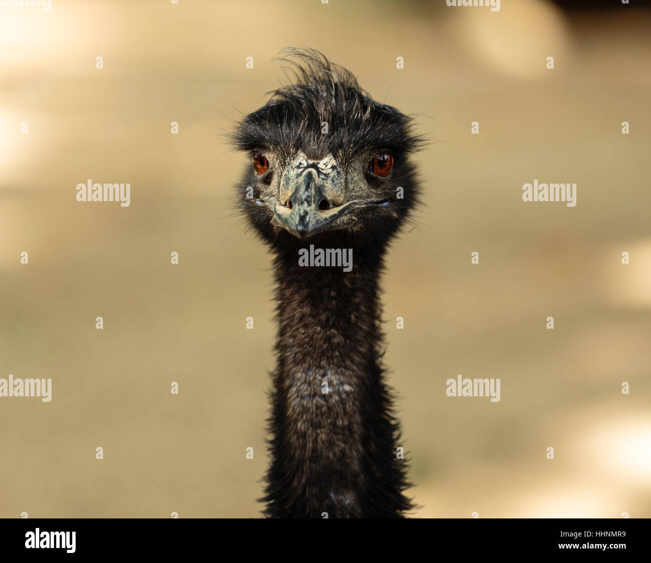 Eine Nahaufnahme der Porträt von einem emu direkt in die Kamera schauen Stockfoto