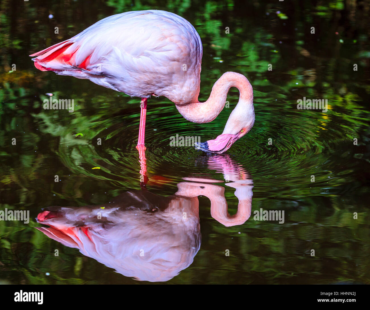 Rosa Flamingo stehend in einem Teich in ein Vogelschutzgebiet in der Nähe von Plettenberg Bay, Südafrika Stockfoto