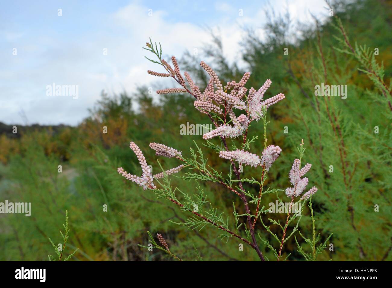 Französische Tamariske / Salz Zeder (Tamarix Gallica) in Blüte auf einem küstennahen Hügel, Cornwall, UK, September. Stockfoto
