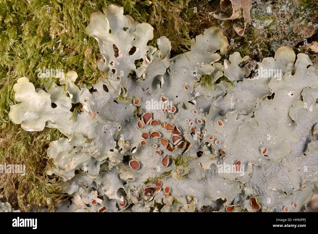 Lungenkraut / Green satin Flechten (Lobaria Virens) mit Apothecia Fruchtkörper auf eine Hasel (Corylus Avellana) Kampferlorbeer, Schottland Stockfoto