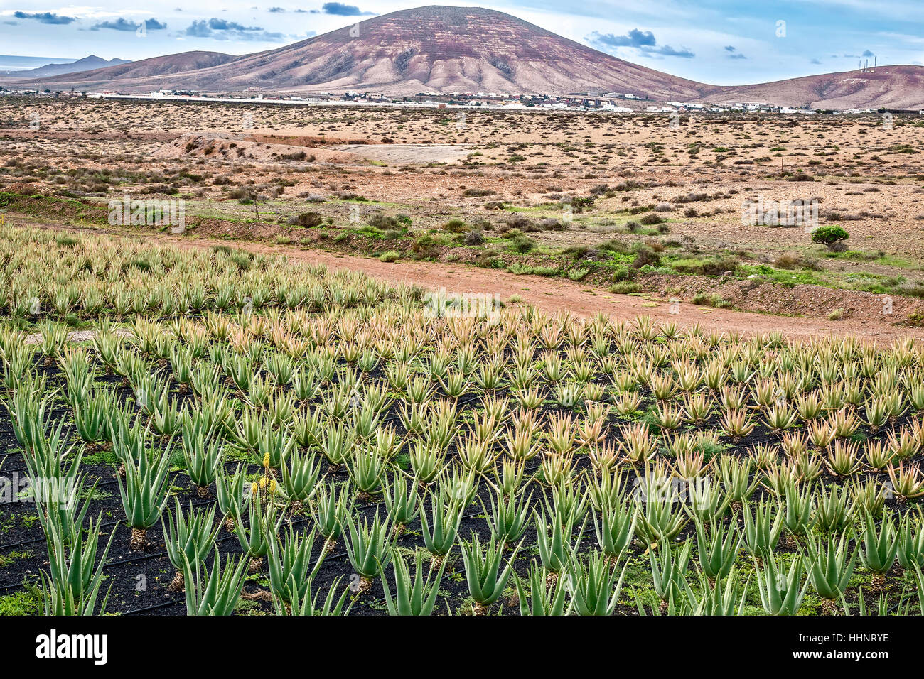 Kultivierten Aloe Pflanzen Fuerteventura Kanaren Spanien Stockfoto