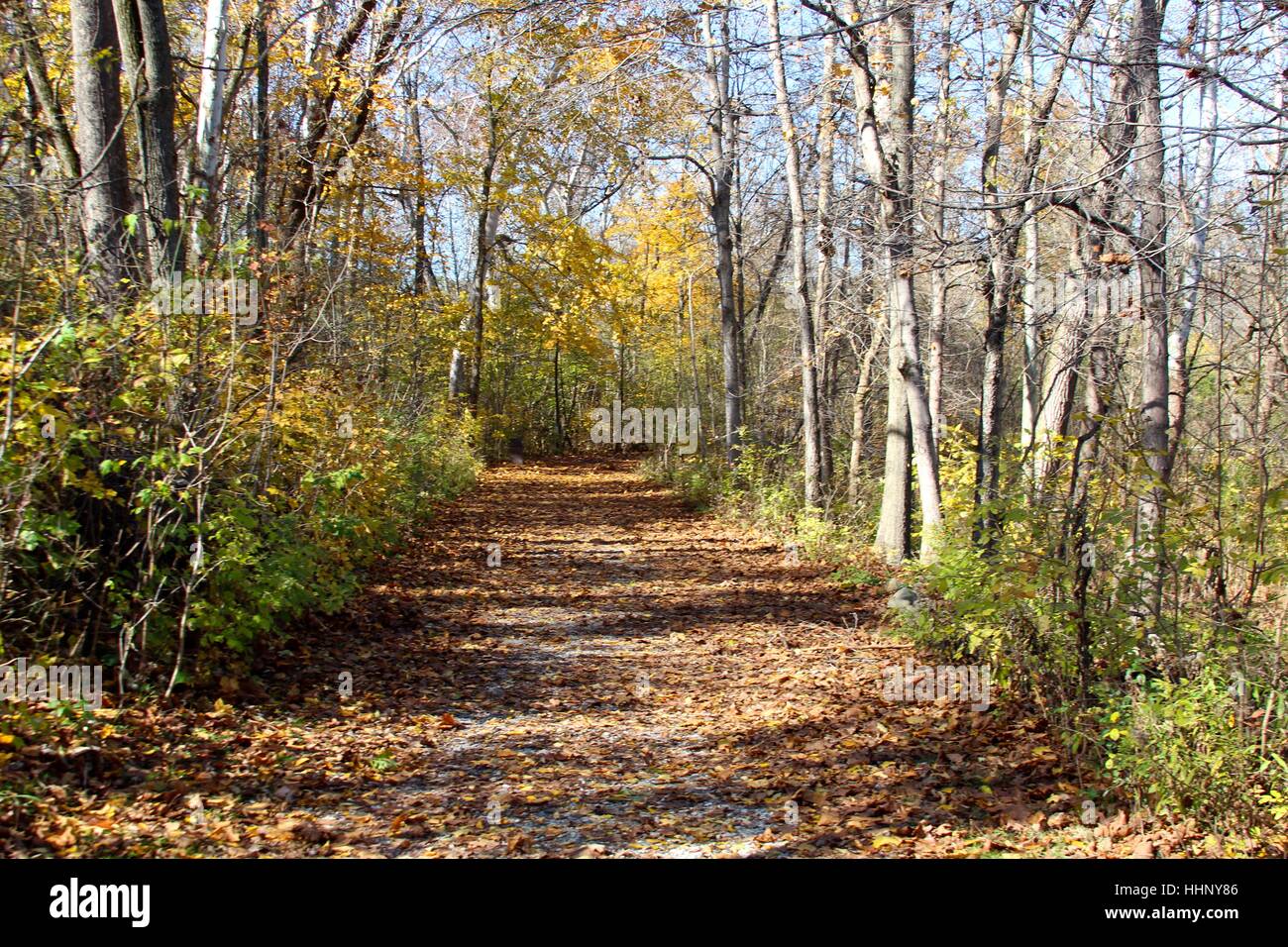 Die Blätter im Herbst auf dem Naturlehrpfad. Stockfoto