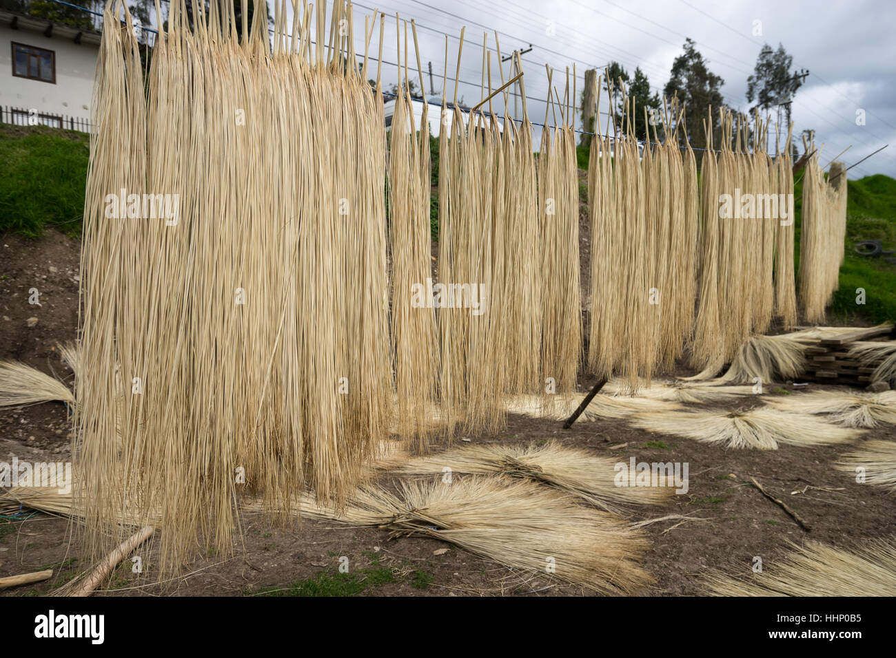 Material für das Weben von Panamahüte ist im Freien getrocknet im ländlichen Ecuador SIgsig Stockfoto