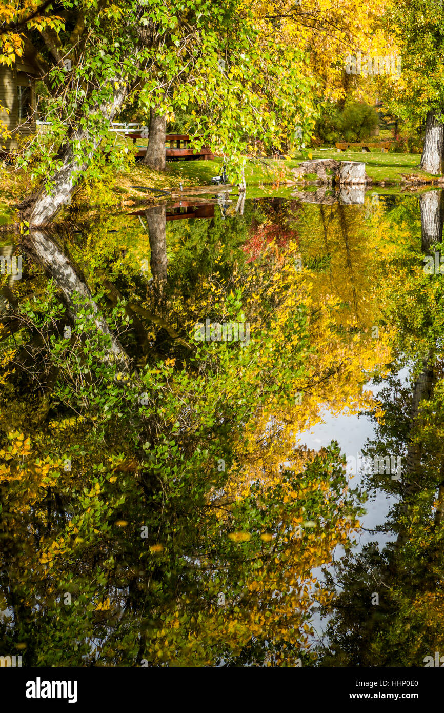 Reflexion der Bäume im See Stockfoto