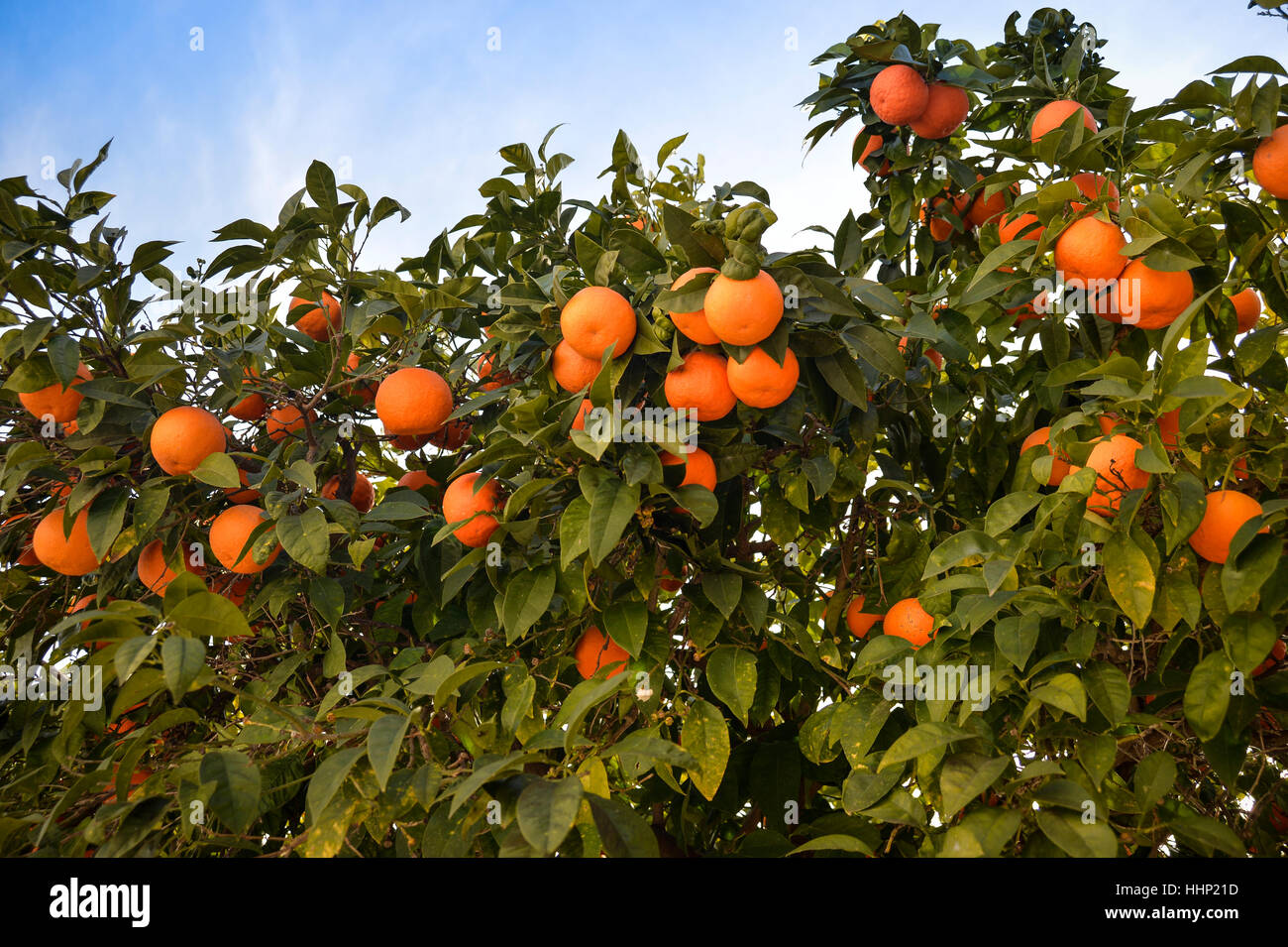 Orangenbaum Stockfoto